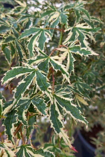 Клен японський Баттерфляй|Acer palmatum Butterfly|Клен японский Баттерфляй